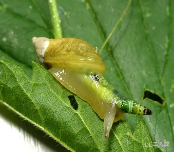 十大恐怖僵尸蜗牛(蜗牛吐血图片)