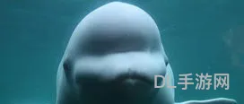 白鲸在水族馆里痛苦吗(白鲸在水族馆的寿命)
